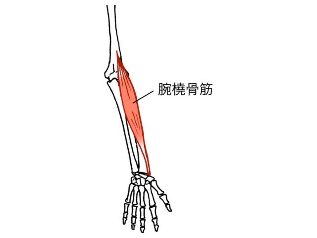 腕橈骨筋の筋肉図