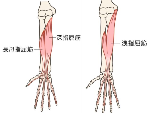 前腕屈筋群の筋肉図