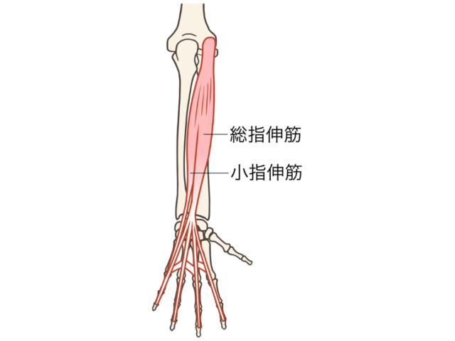 総指伸筋と小指伸筋の筋肉図